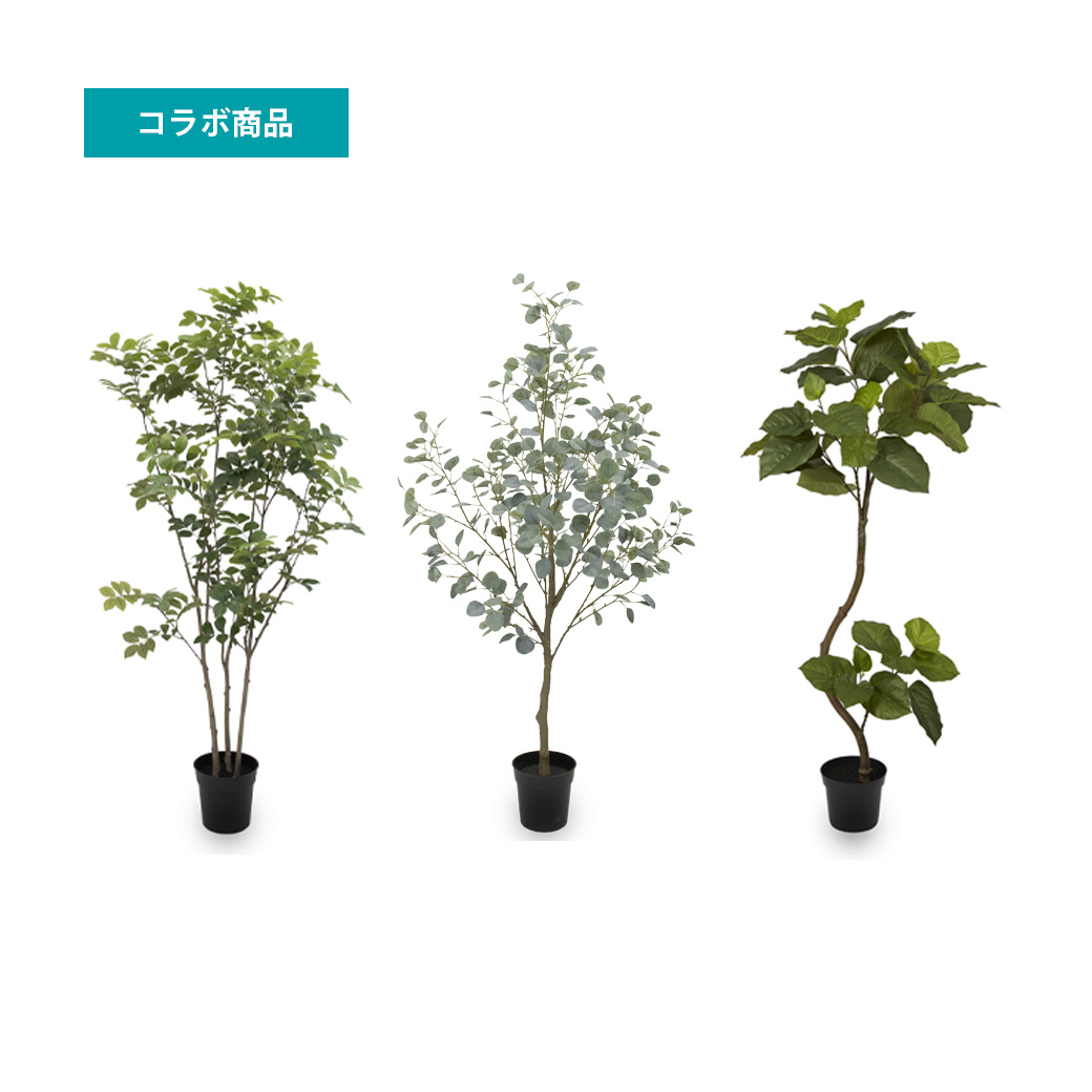 観葉植物(アンリアルグリーン)レンタル【1日~5日まで同一料金】